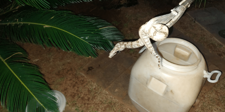 Jiboia é encontrada em jardim de residência no bairro Monte Verde