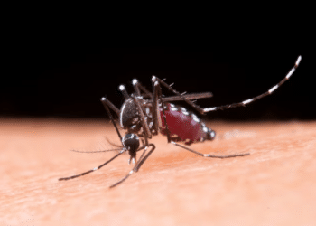 Dengue e chikungunya levam Minas Gerais a decretar emergência