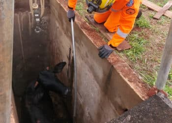 Vaca cai dentro em túmulo aberto e precisa ser resgatada pelos Bombeiros em Minas