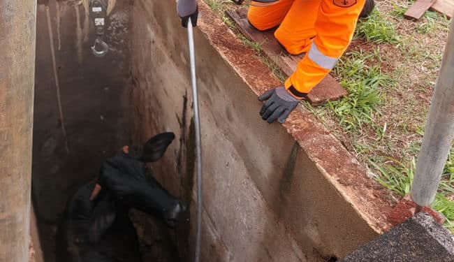 Vaca cai dentro em túmulo aberto e precisa ser resgatada pelos Bombeiros em Minas