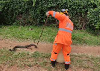 Segunda vez na semana! Nova jiboia de 2 metros é capturada no bairro Jardim Bela Vista