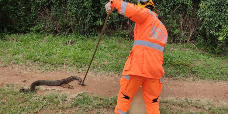 Segunda vez na semana! Nova jiboia de 2 metros é capturada no bairro Jardim Bela Vista
