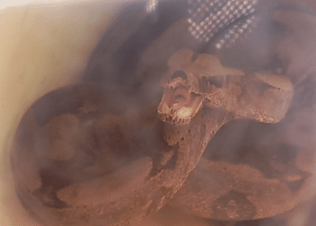 Jiboia de 2 metros é encontrada em terreno no bairro Jardim Bela Vista