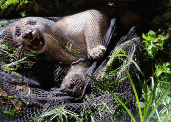 Onça suçuarana é capturada às margens de rodovia após ser atropelada, em Ibiá