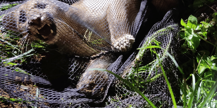 Onça suçuarana é capturada às margens de rodovia após ser atropelada, em Ibiá