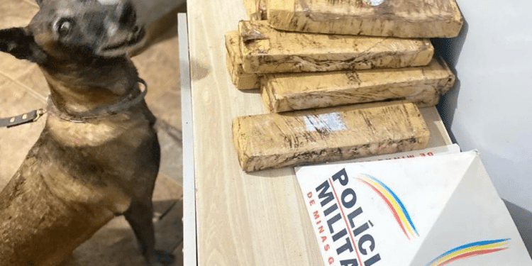 Mulher é presa com 11 barras de maconha durante abordagem na rodoviária de Araxá