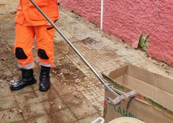 Cobra é encontrada dentro de caixa de papelão em calçada no Centro de Araxá