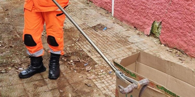 Cobra é encontrada dentro de caixa de papelão em calçada no Centro de Araxá