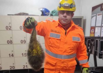 Ouriço-cacheiro é resgatado pelos bombeiros em empresa de Araxá
