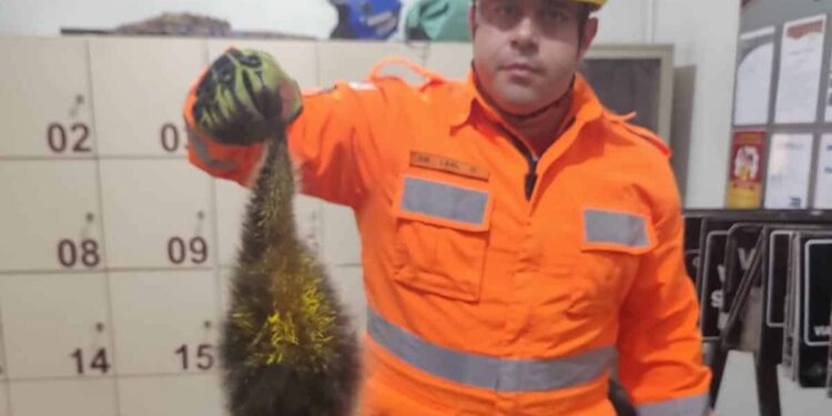 Ouriço-cacheiro é resgatado pelos bombeiros em empresa de Araxá