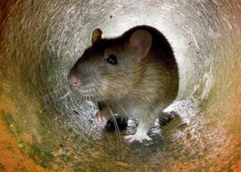 Município gaúcho registra primeira morte por leptospirose após cheias