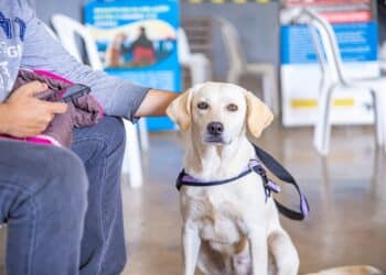 Prefeitura de Araxá inicia inscrições para o mutirão de castração nesta segunda (6)