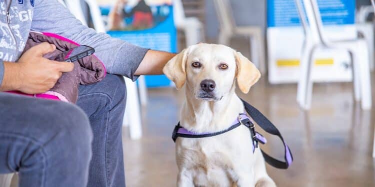 Prefeitura de Araxá inicia inscrições para o mutirão de castração nesta segunda (6)