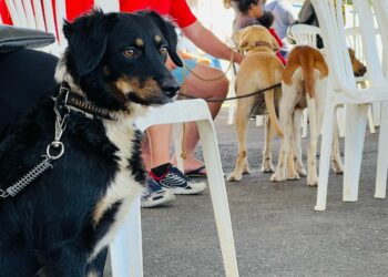 Prefeitura de Araxá alcança marca superior a 11.300 castrações de cães e gatos