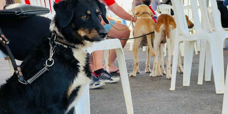 Prefeitura de Araxá alcança marca superior a 11.300 castrações de cães e gatos