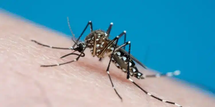 Secretaria de Saúde de Araxá confirma 11 mortes por dengue desde o início da epidemia