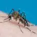Secretaria de Saúde de Araxá confirma 11 mortes por dengue desde o início da epidemia