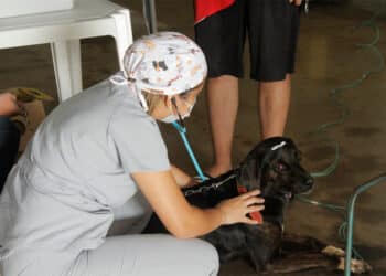 Mutirão de castração começa nesta sexta (24)