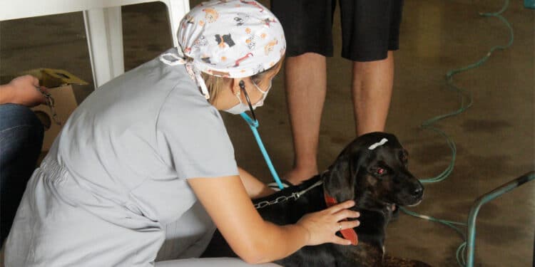 Mutirão de castração começa nesta sexta (24)