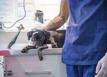 Prefeitura de Araxá promove mais uma etapa de castração de cães e gatos