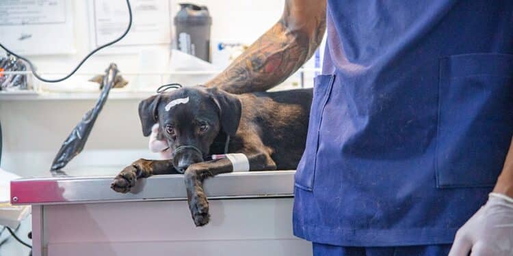 Prefeitura de Araxá promove mais uma etapa de castração de cães e gatos