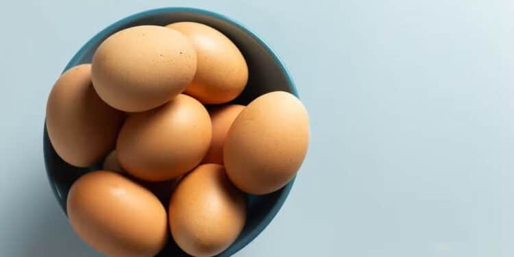EUA quase dobram compra de ovos do Brasil e passam a permitir seu consumo por humanos
