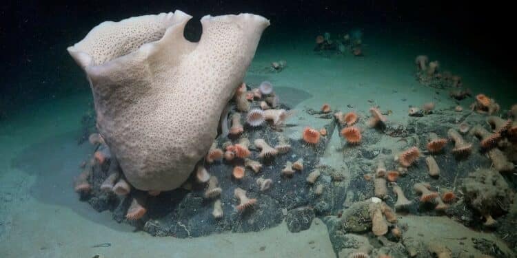 Iceberg se solta e revela rica biodiversidade no fundo do mar na Antártida