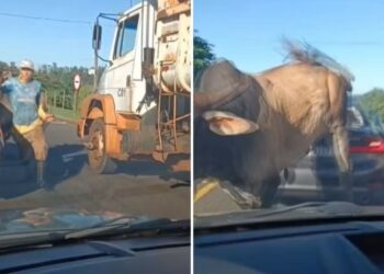 Touro solto no meio de avenida avança sobre homem e BMW na zona sul de Ribeirão Preto