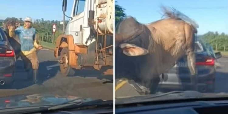 Touro solto no meio de avenida avança sobre homem e BMW na zona sul de Ribeirão Preto