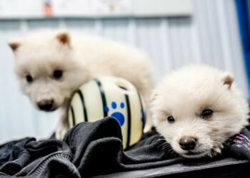 Técnica que ‘revive’ lobos é a mesma que já salva vida em transplantes, diz brasileira especialista em genética