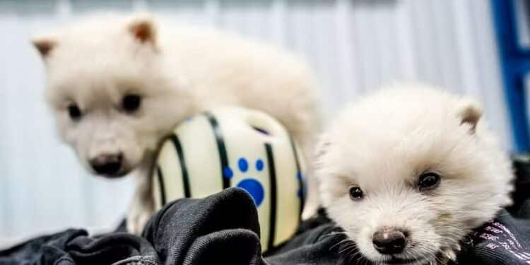 Técnica que ‘revive’ lobos é a mesma que já salva vida em transplantes, diz brasileira especialista em genética