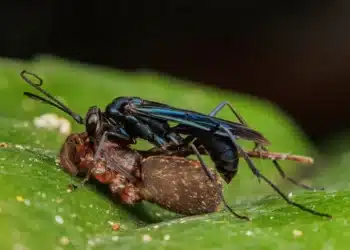 Conheça as vespas ‘caçadoras’ de aranha