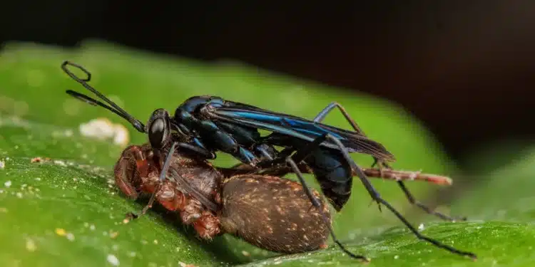 Conheça as vespas ‘caçadoras’ de aranha