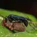 Conheça as vespas ‘caçadoras’ de aranha