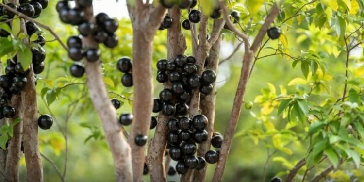 Jabuticaba Brasileira é eleita a segunda melhor fruta do Mundo