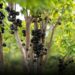 Jabuticaba Brasileira é eleita a segunda melhor fruta do Mundo