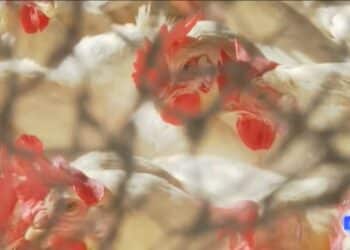 Gripe aviária: quantos casos Brasil tem? Posso pegar comendo frango? Veja perguntas e respostas