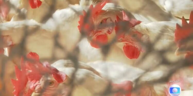 Gripe aviária: quantos casos Brasil tem? Posso pegar comendo frango? Veja perguntas e respostas