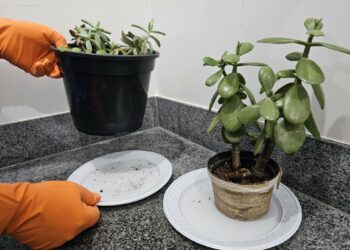 Araxá realiza novo Levantamento de Índice Rápido para o Aedes aegypti entre os dias 19 e 23 de maio