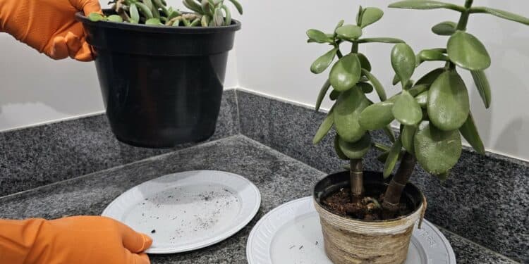 Araxá realiza novo Levantamento de Índice Rápido para o Aedes aegypti entre os dias 19 e 23 de maio