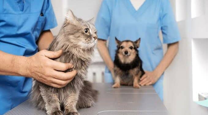 Araxá realiza, sexta e sábado, Mutirão de Castração com foco em cães de rua, protetores e cadastro reserva