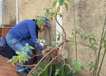 Brasil ultrapassa mil mortes por dengue em 2025; Minas Gerais registra 73 óbitos e Araxá intensifica medidas de combate ao mosquito