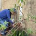 Brasil ultrapassa mil mortes por dengue em 2025; Minas Gerais registra 73 óbitos e Araxá intensifica medidas de combate ao mosquito