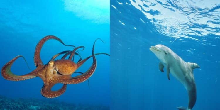 Polvo ou golfinho: é possível definir qual animal é mais inteligente?