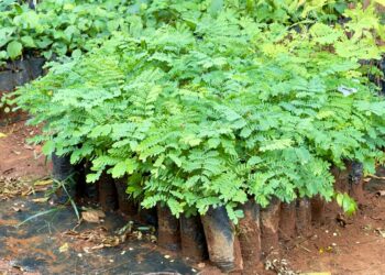 TFD de Araxá já atendeu mais de 5 mil pacientes nos últimos 4 anos