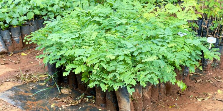 TFD de Araxá já atendeu mais de 5 mil pacientes nos últimos 4 anos