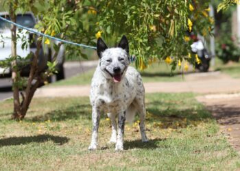 Cães do Canil Municipal são castrados e agora esperam por um lar