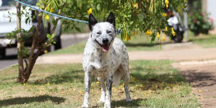 Cães do Canil Municipal são castrados e agora esperam por um lar