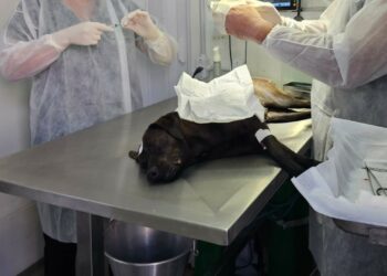 Castração de cães e gatos em Araxá será ampliada com emenda de R$ 300 mil destinada pelo deputado Mário Heringer