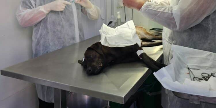 Castração de cães e gatos em Araxá será ampliada com emenda de R$ 300 mil destinada pelo deputado Mário Heringer